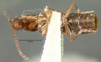 Media type: image;   Entomology 33456 Aspect: habitus ventral view